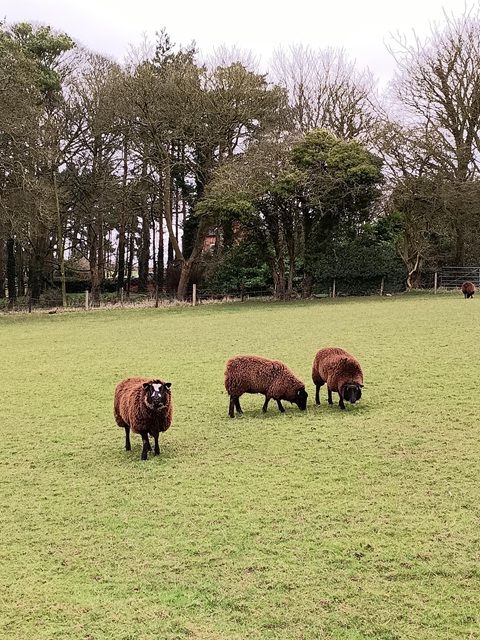 Grazing sheep